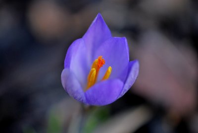 Crocus - šafrán - květ - detail